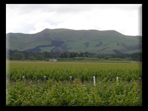 Northfield Wines Napa and Waipara