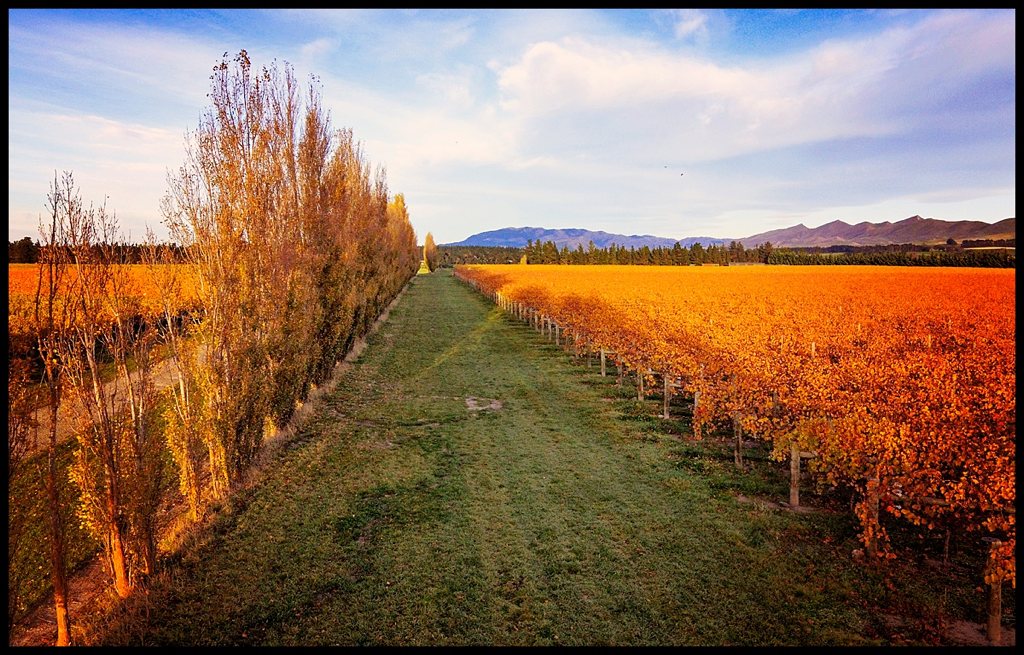 Northfield Wines Napa and Waipara